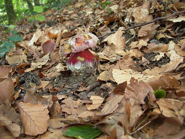 Funghi  e  Habitat